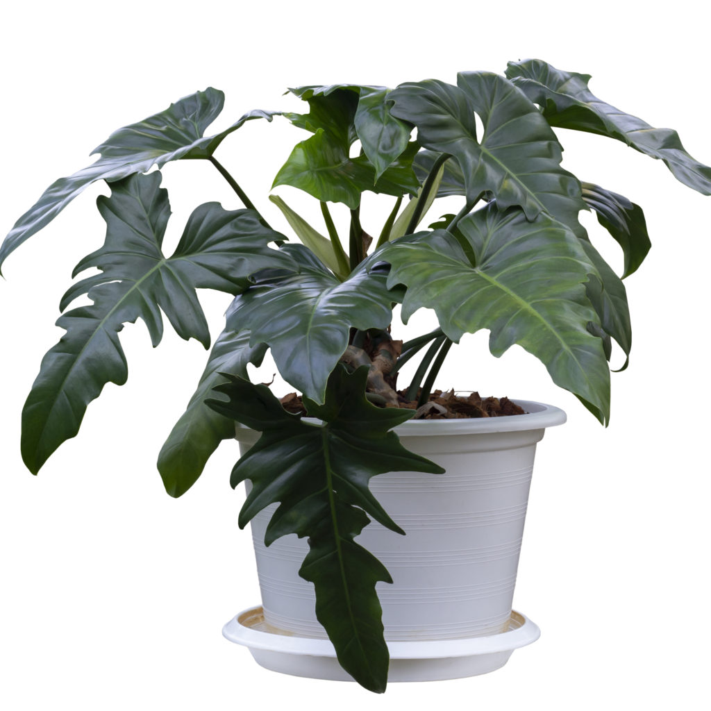 Philodendron Golden Dragon Plant Care Guide Green Haven Plants