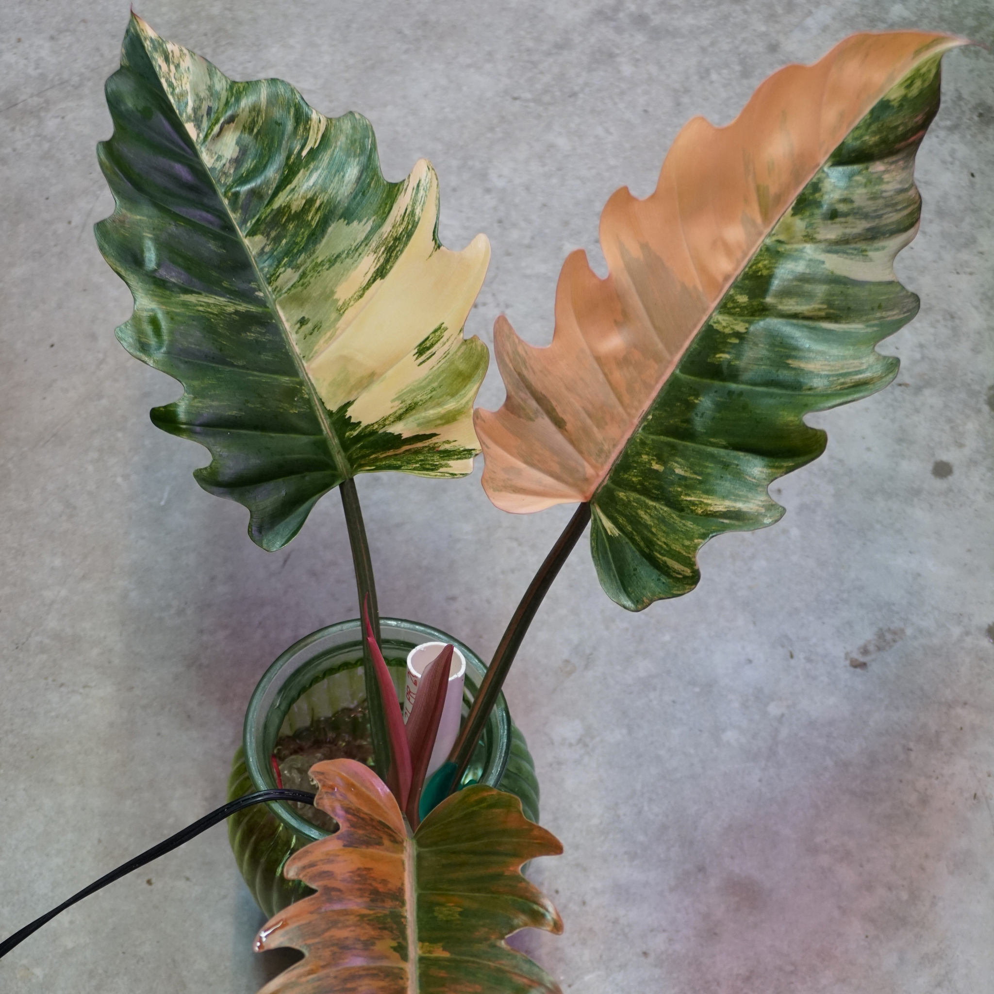 Caramel Marble Philodendron Plant Care Guide | Green Haven Plants