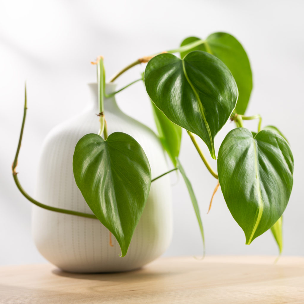 Philodendron Cream Splash Plant Care Guide